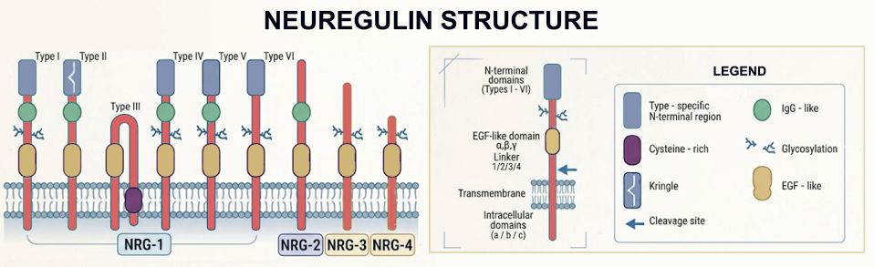 Neuregulin Structure