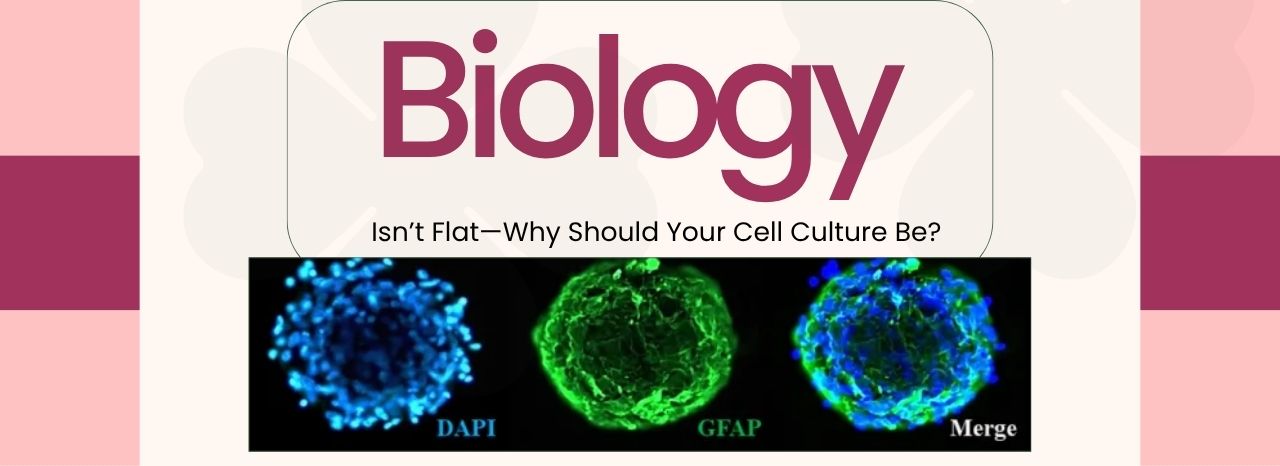 Biology isn't flat - Why should your cell culture be?