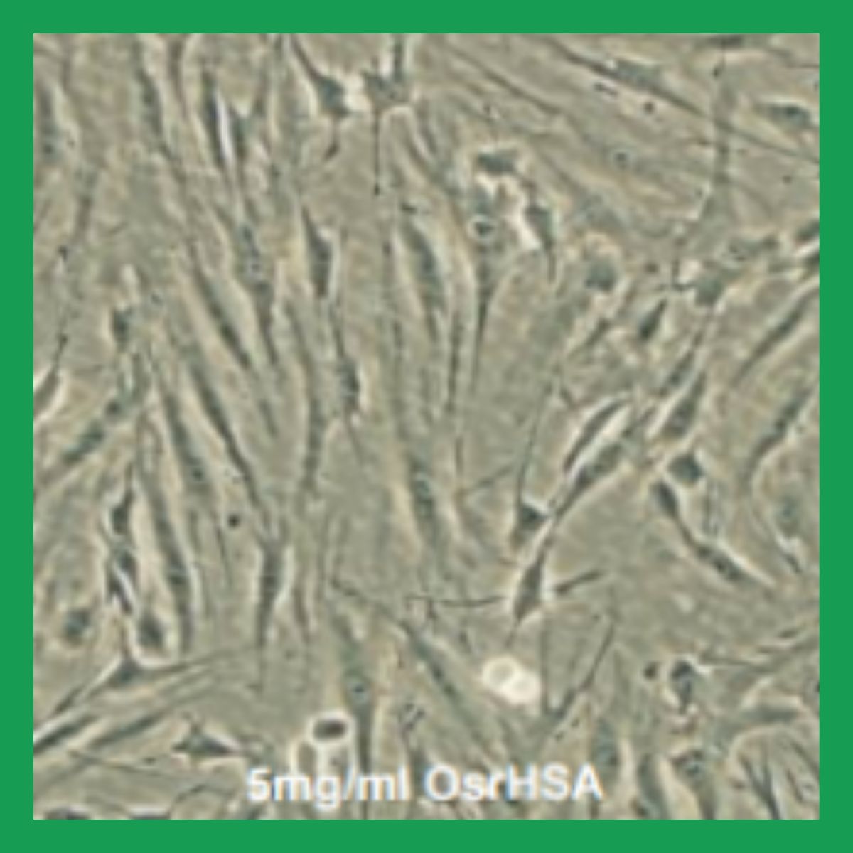 5mg/ml OsrHSA