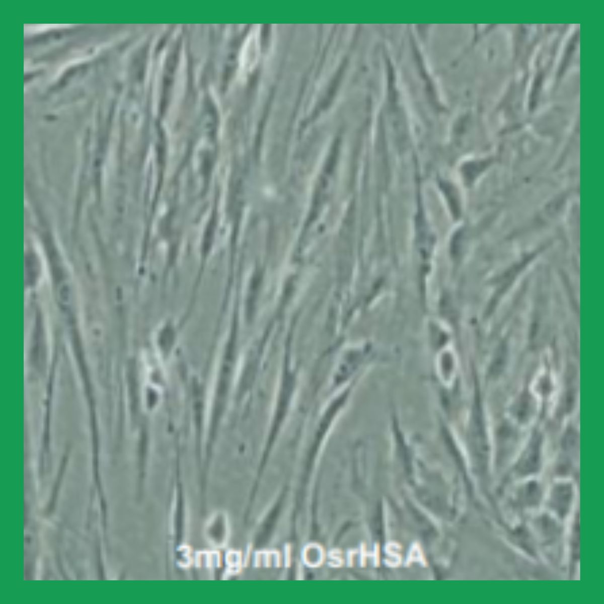 3mg/ml OsrHSA