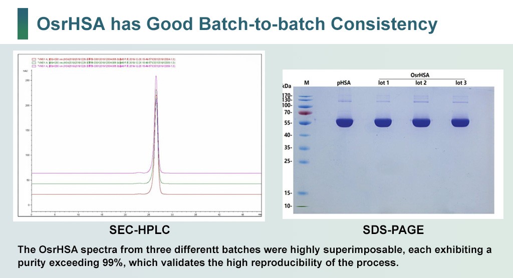OsrHSA has Good Batch-to-batch Consistency