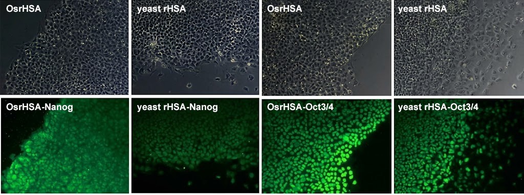 OsrHSA