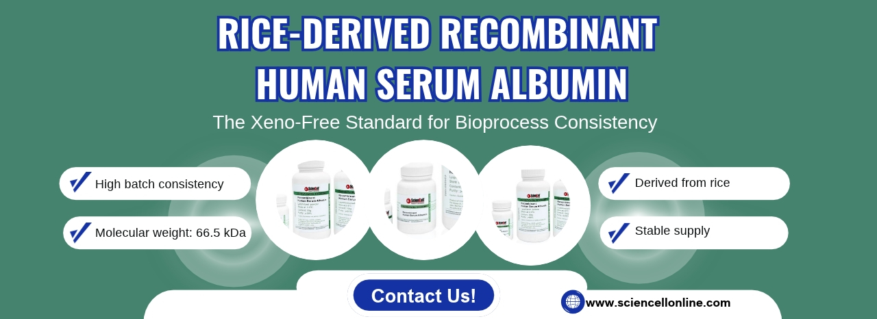 Rice-Derived Recombinant Human Serum Albumin