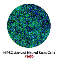 HiPSC-derived Neural Stem Cells