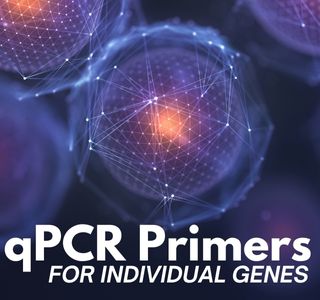 用于单个基因的 qPCR 引物