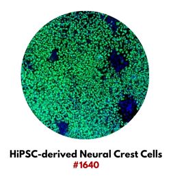 HiPSC-derived Neural Crest Cells #1640