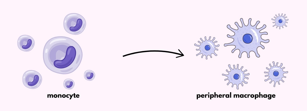 GeneQuery™ Human Macrophage Polarization Markers Kit GeneQuery™ Human Macrophage Polarization Markers Kit