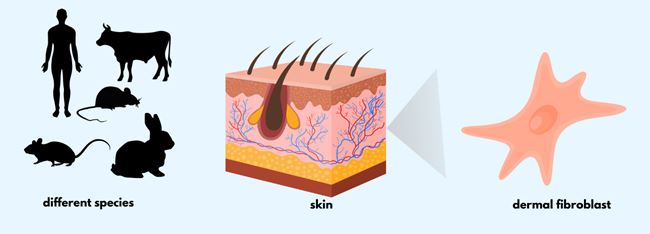 Diverse Dermal Fibroblast
