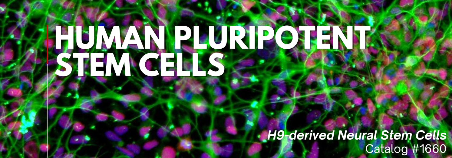 HumanPluripotentStemCells-featuredimage-categorypage