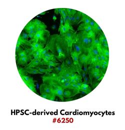 HPSC-derived Cardiomyocytes #6250