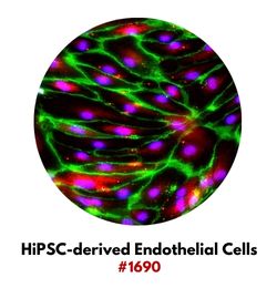 HiPSC-derived Endothelial Cells #1690