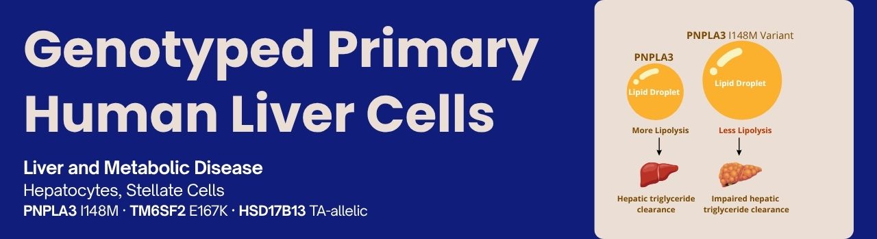 Genotyped Primary Human Liver Cells