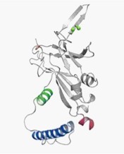 TGF-beta Superfamily