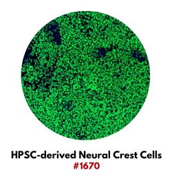H9-derived Neural Crest Cells #1670