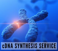cDNA Synthesis Service