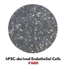 hPSC-derived Endothelial Cells #1680
